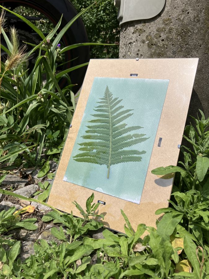 Fern leaf in a clip frame with a cyanotype sheet