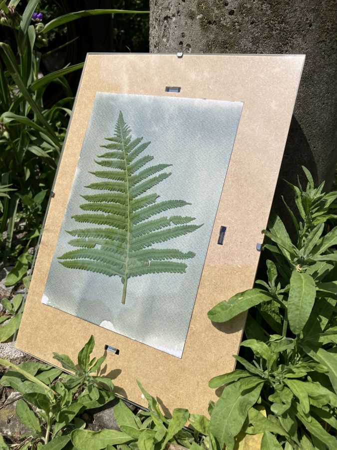 Cyanotype after about 8 minutes in direct sunlight